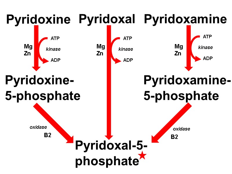 Pyridoxine Pyridoxal Pyridoxamine Pyridoxine-5-phosphate Pyridoxal-5-phosphate Pyridoxamine- 5-phosphate     ATP  kinase